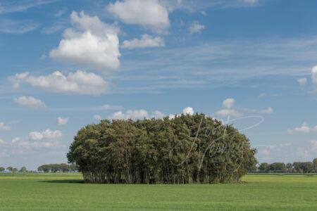 Groep bomen in polderlandschap