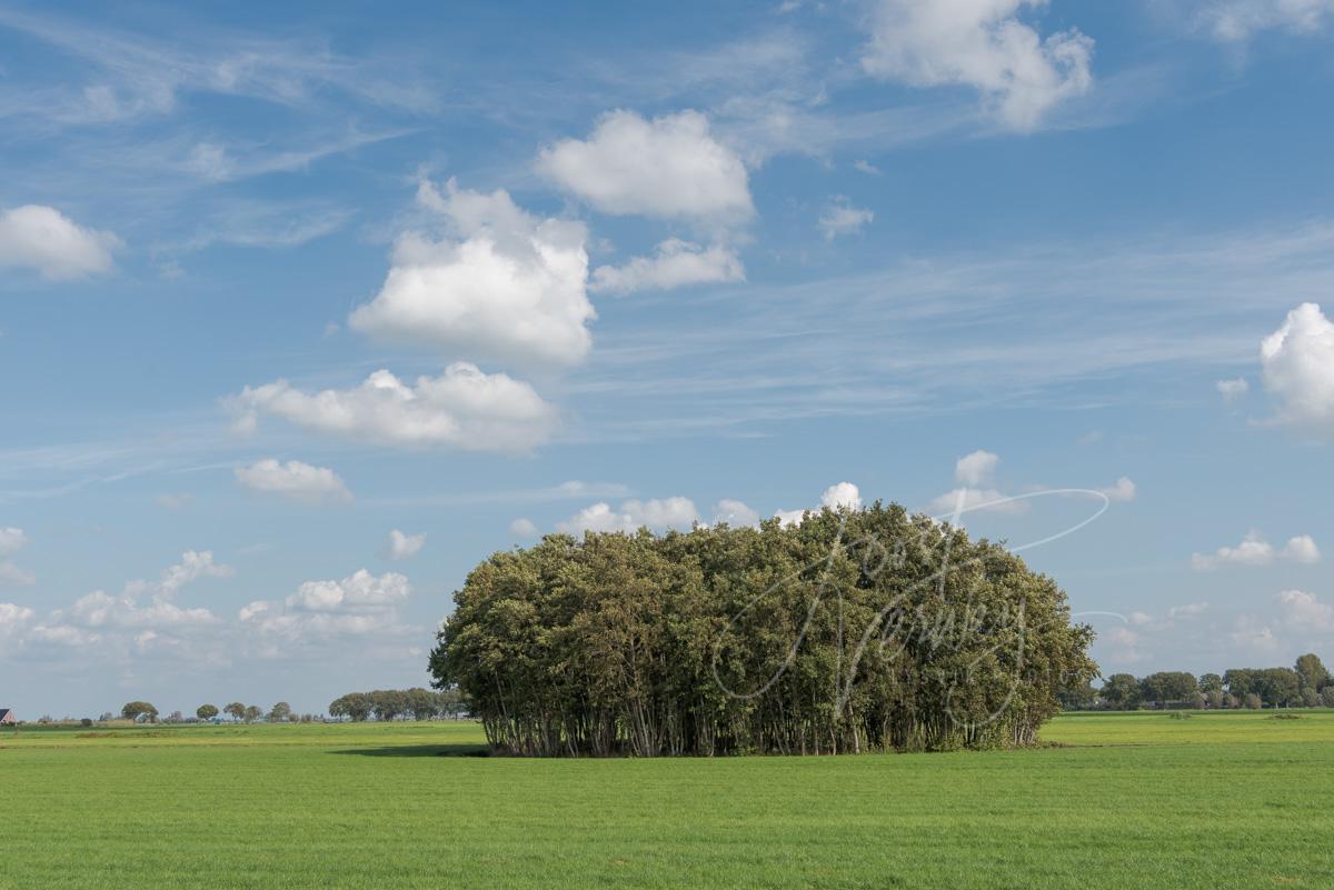 Groep bomen in polderlandschap