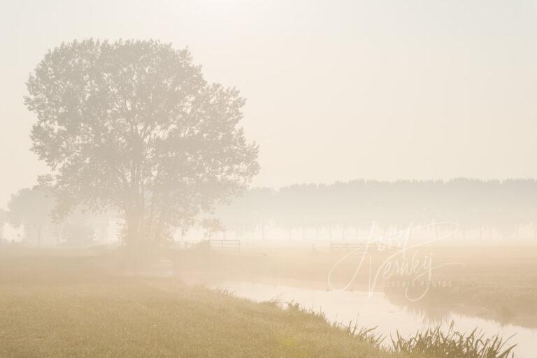 Boom in mistig polderlandschap