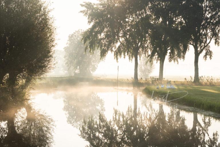 Bomen in mistige zonsopkomst