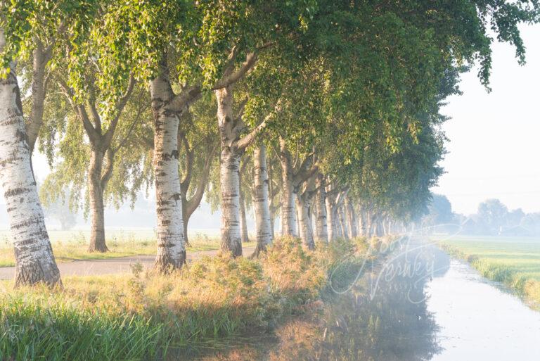 Laan met bomenrij in mistige polder