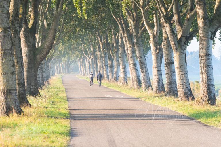 Laan met bomenrij en fietsers