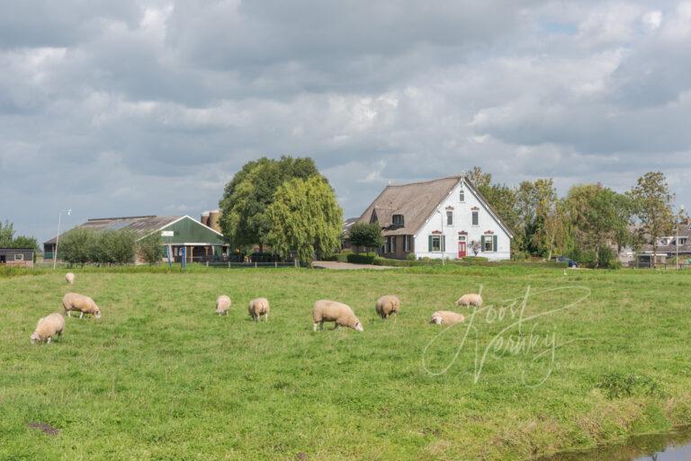 Schapen en boerderij in Ottoland