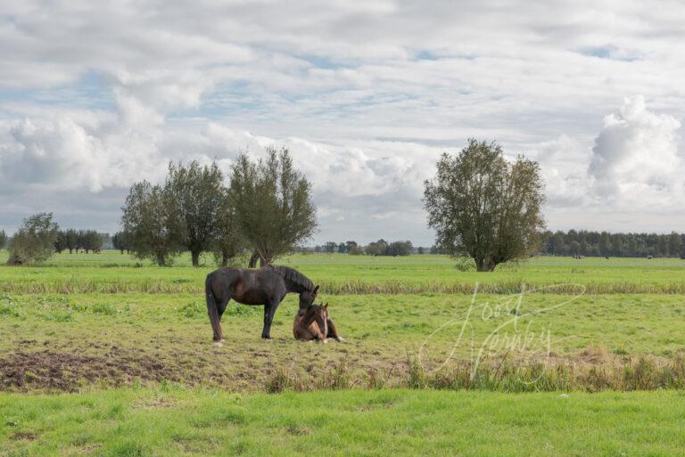 Paarden in weiland