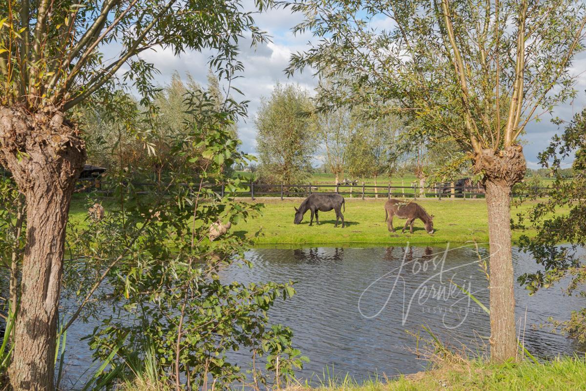 Doorkijkje naar twee ezels in poldergebied