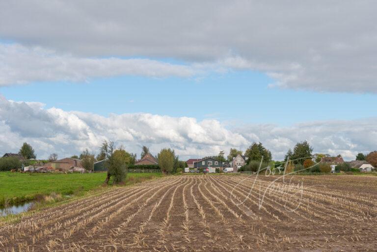 Poldergezicht met maisveld