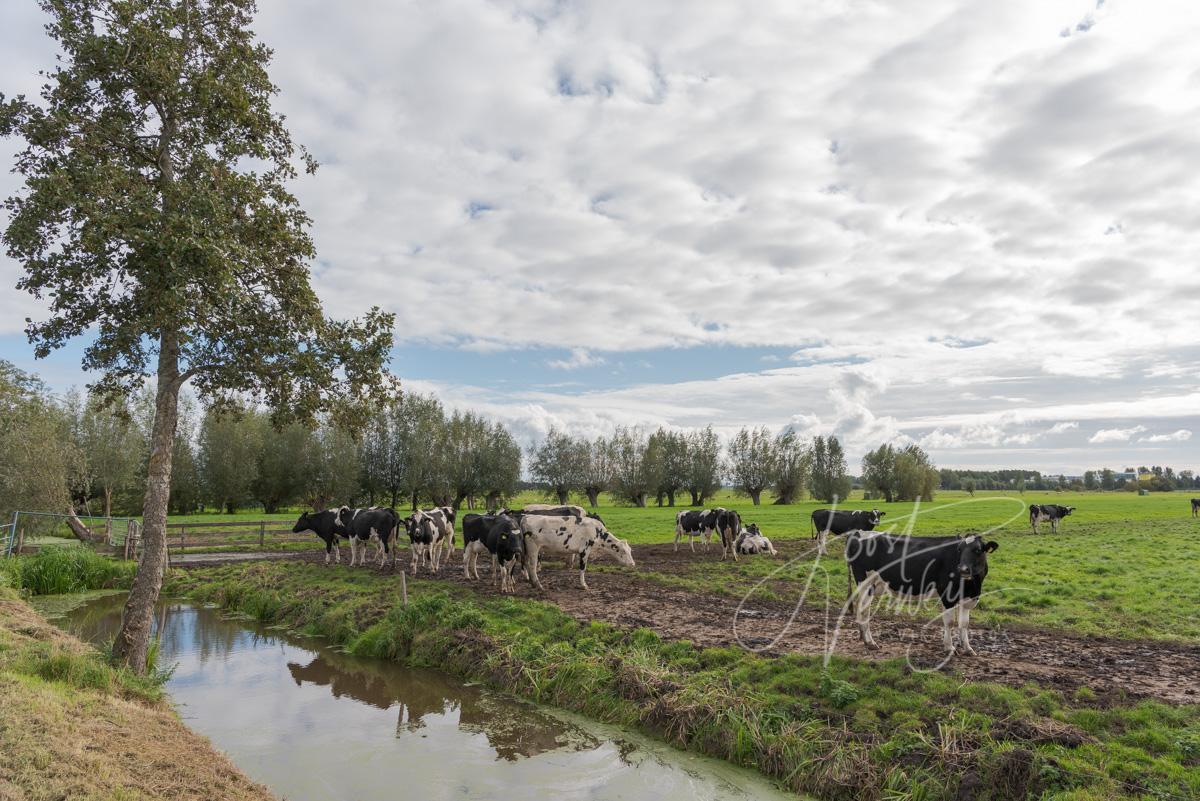 Koeien in polderlandschap
