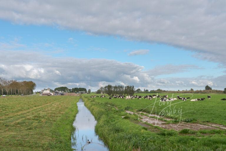 Koeien in polderlandschap