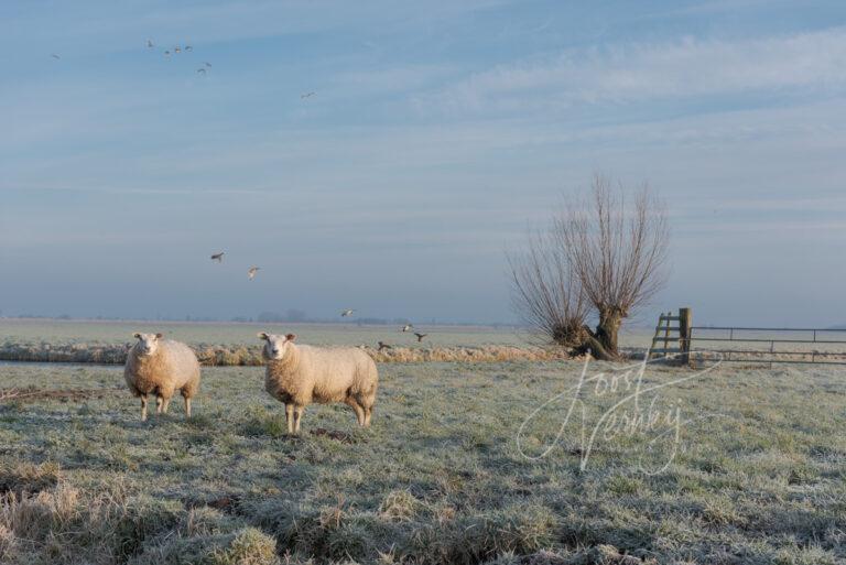 Schapen in winters polderlandschap