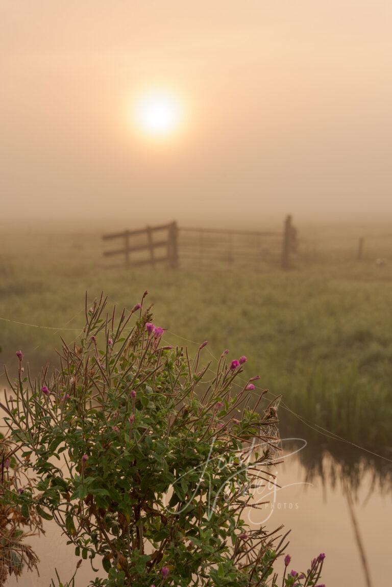 Zonsopkomst in een mistig polderlandschap