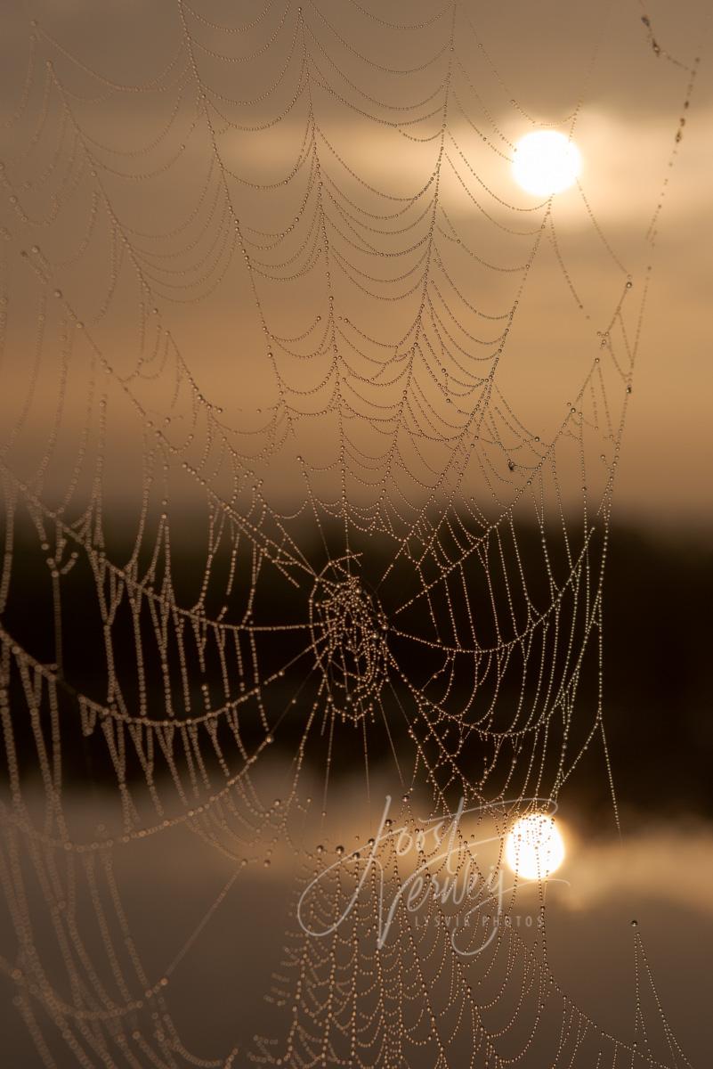 Zonsopkomst achter spinnenweb