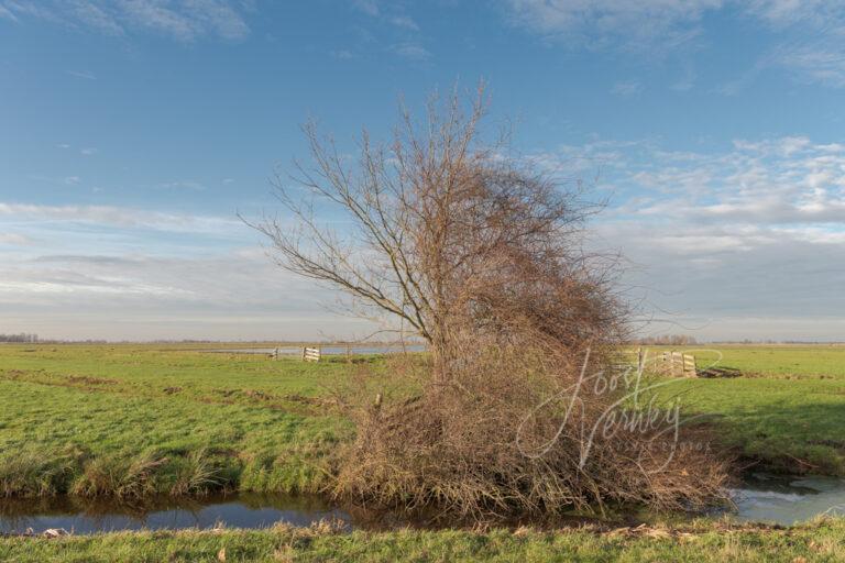 Boom met struik in de Donkse Laagten D81012297