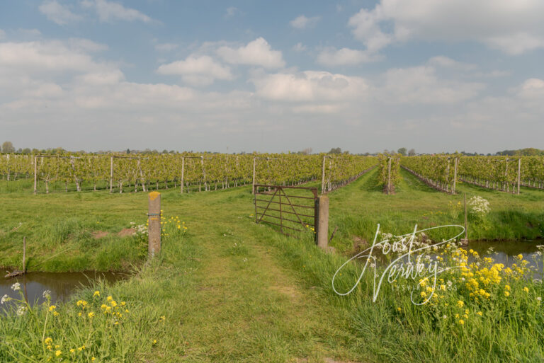 Fruitteelt bij Tienhoven D81012874