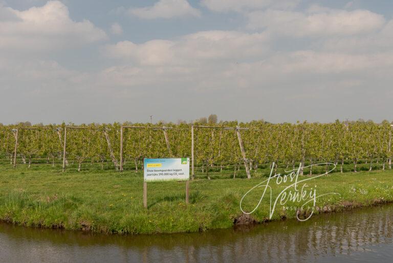 Fruitteelt bij Tienhoven D81012879