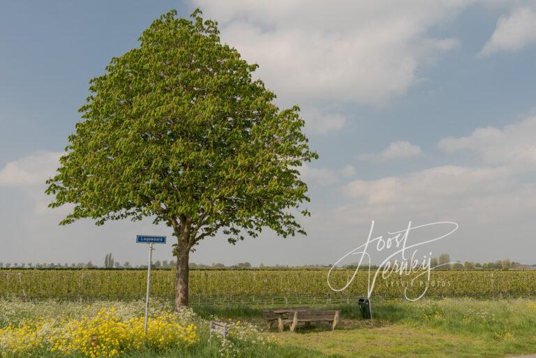 Bomen langs polderweg D81012880