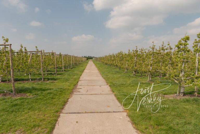 Fruitteelt bij Tienhoven D81012884