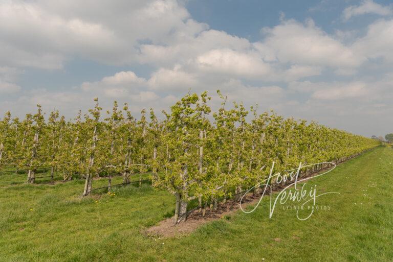 Fruitteelt bij Tienhoven D81012885