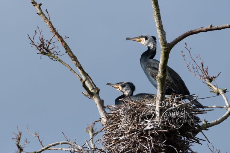 Aalscholvers op nest D50030656