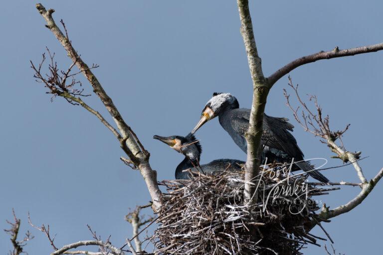 Aalschovers drogen verenkleed D8105981