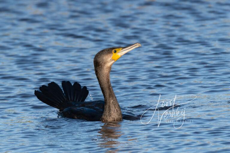 Aalscholver – Great Cormorant D532428