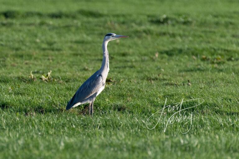 Blauwe reiger in weiland D532445