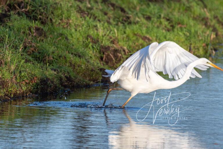 Grote zilverreiger in actie D532613