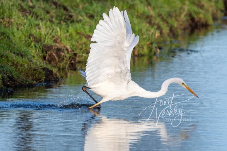 Grote zilverreiger in actie D532614