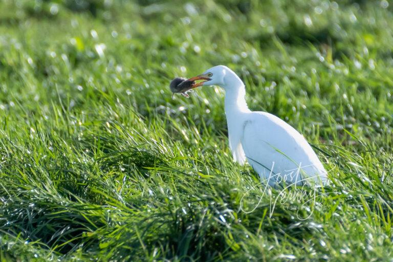 Koereiger vangt muisje D532720