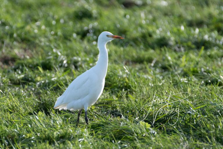 Koereiger in winterkleed D532751