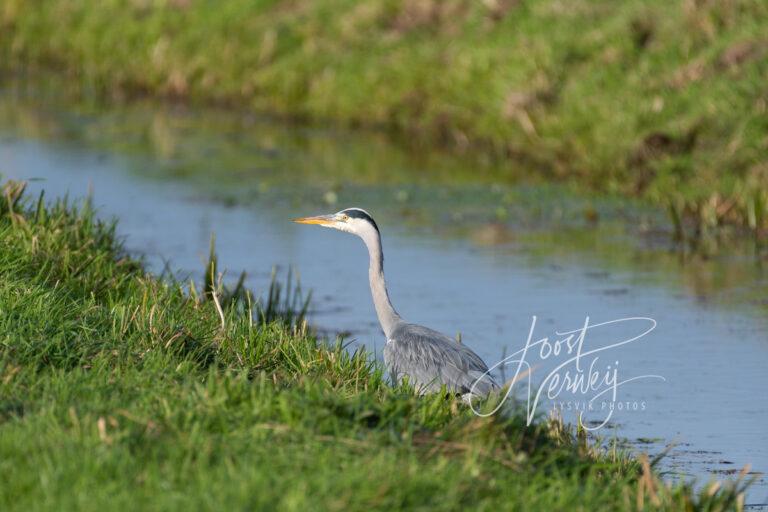 Blauwe reiger bij poldersloot  D532829