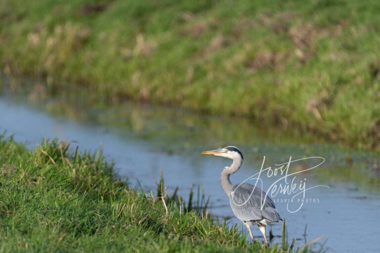 Blauwe reiger bij poldersloot  D532830