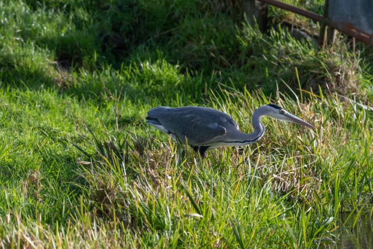 Blauwe reiger in weiland D532841