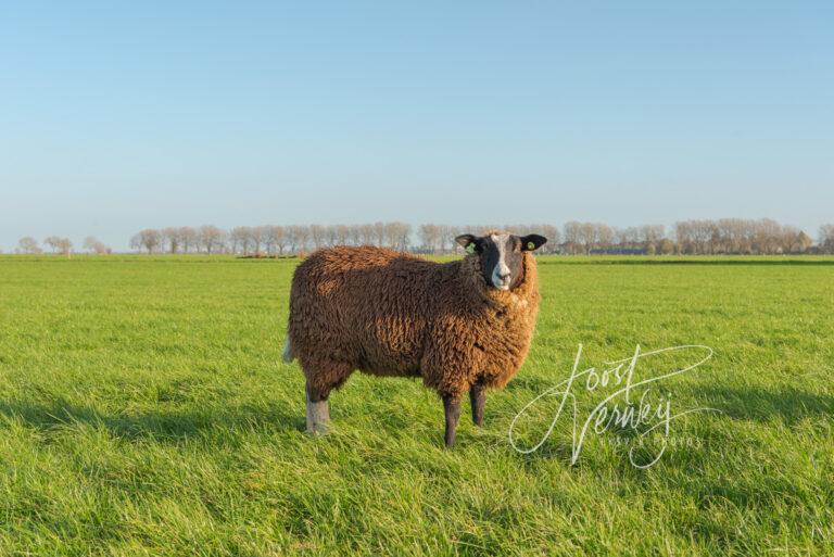 Schapen in weiland D81013605