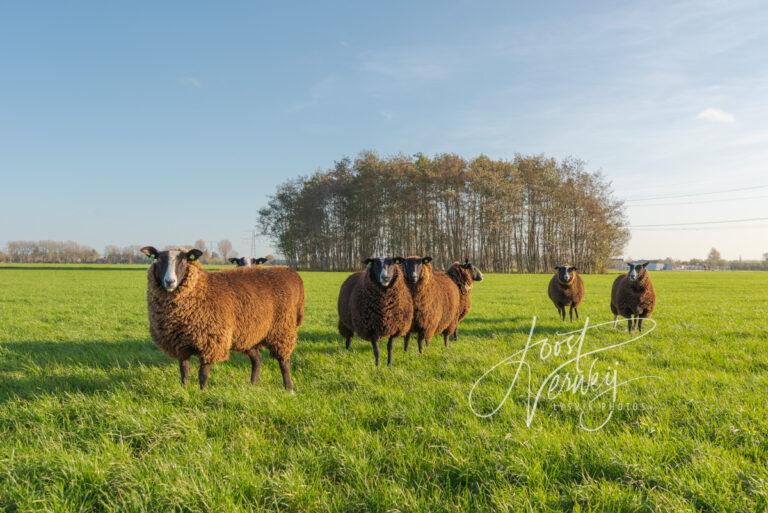 Schapen in weiland D81013609