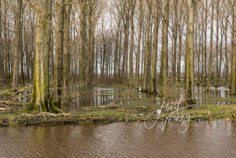 Hoge waterstand in Alblasserbos D81013990