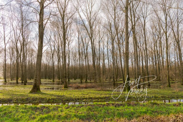 Hoge waterstand in Alblasserbos D81014000