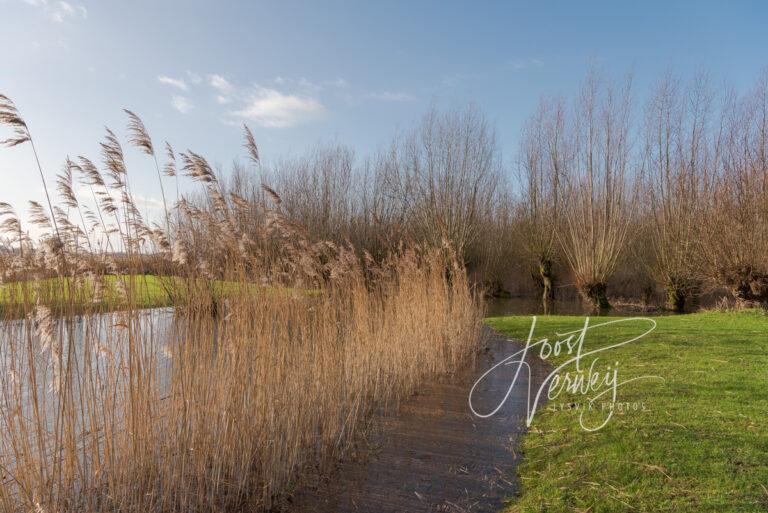 Hoog water in Dordtse Avelingen D81014054