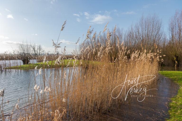 Hoog water in Dordtse Avelingen D81014055