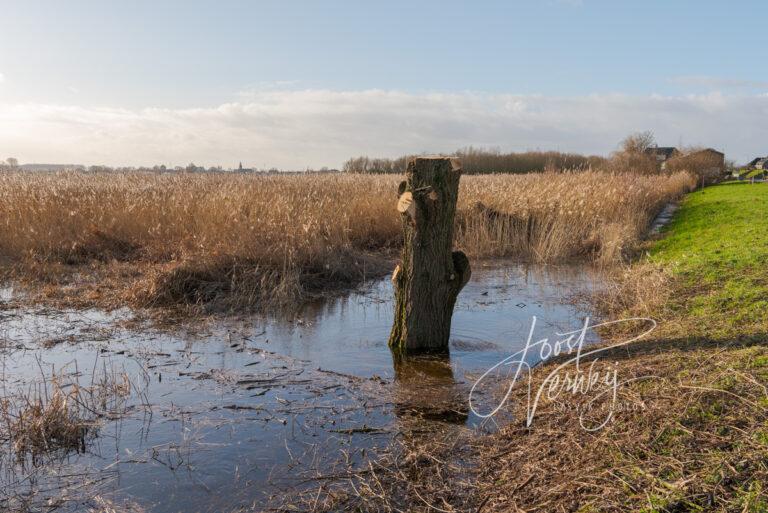 Afgeknotte boom in Avelingen D81014061