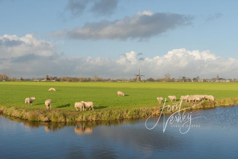 Schapen in weiland bij wetering