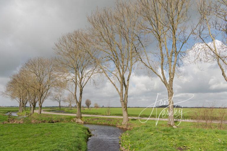 Bomenrij aan de Geerweg