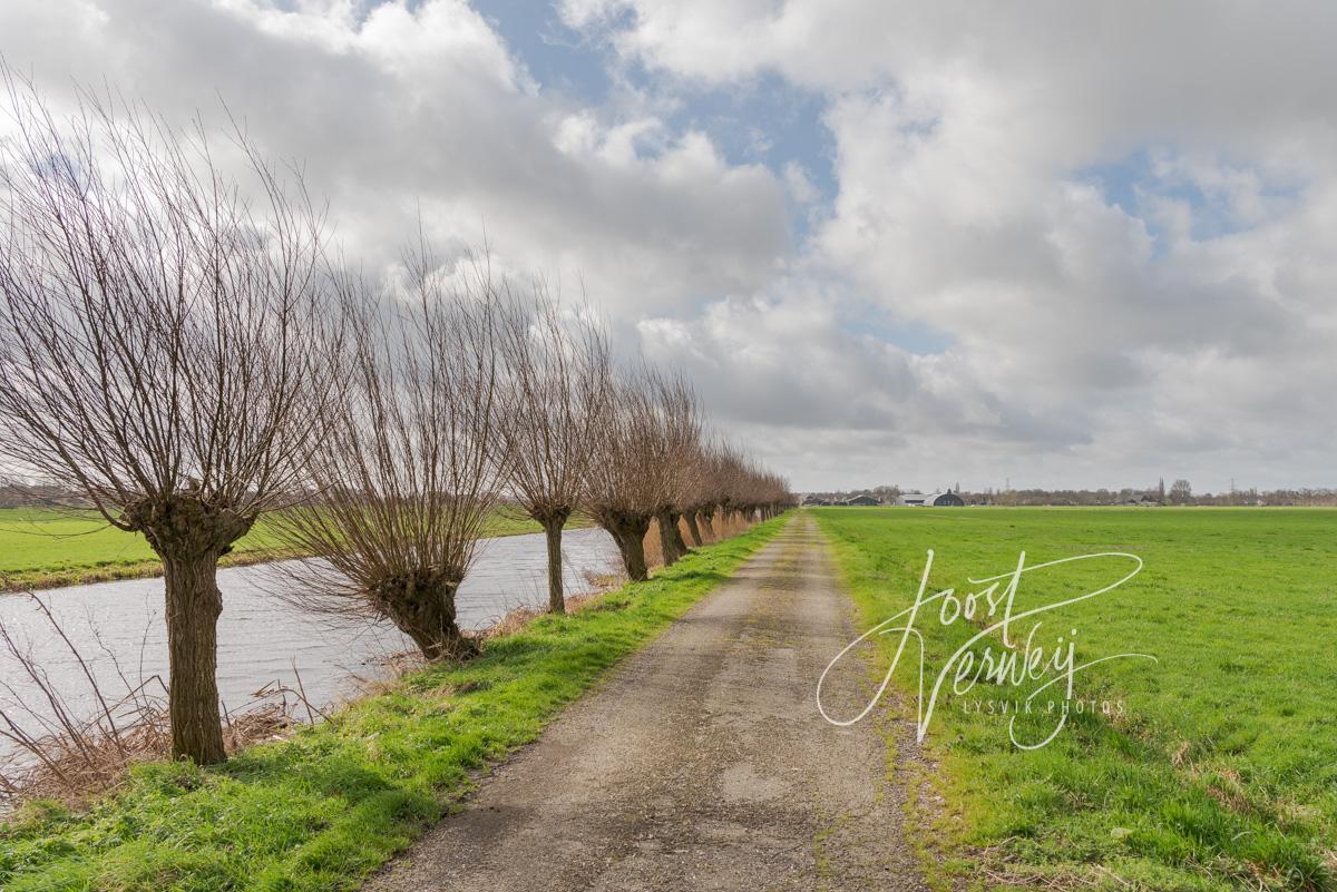Rij met wilgen langs pad en vliet