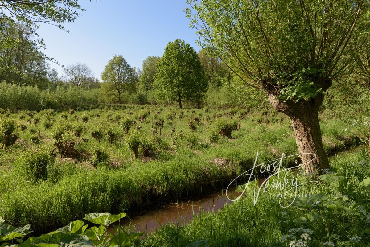 Wilgenveldje in eendenkooi de Zouwe