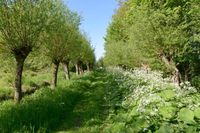 Wandelpad in eendenkooi de Zouwe