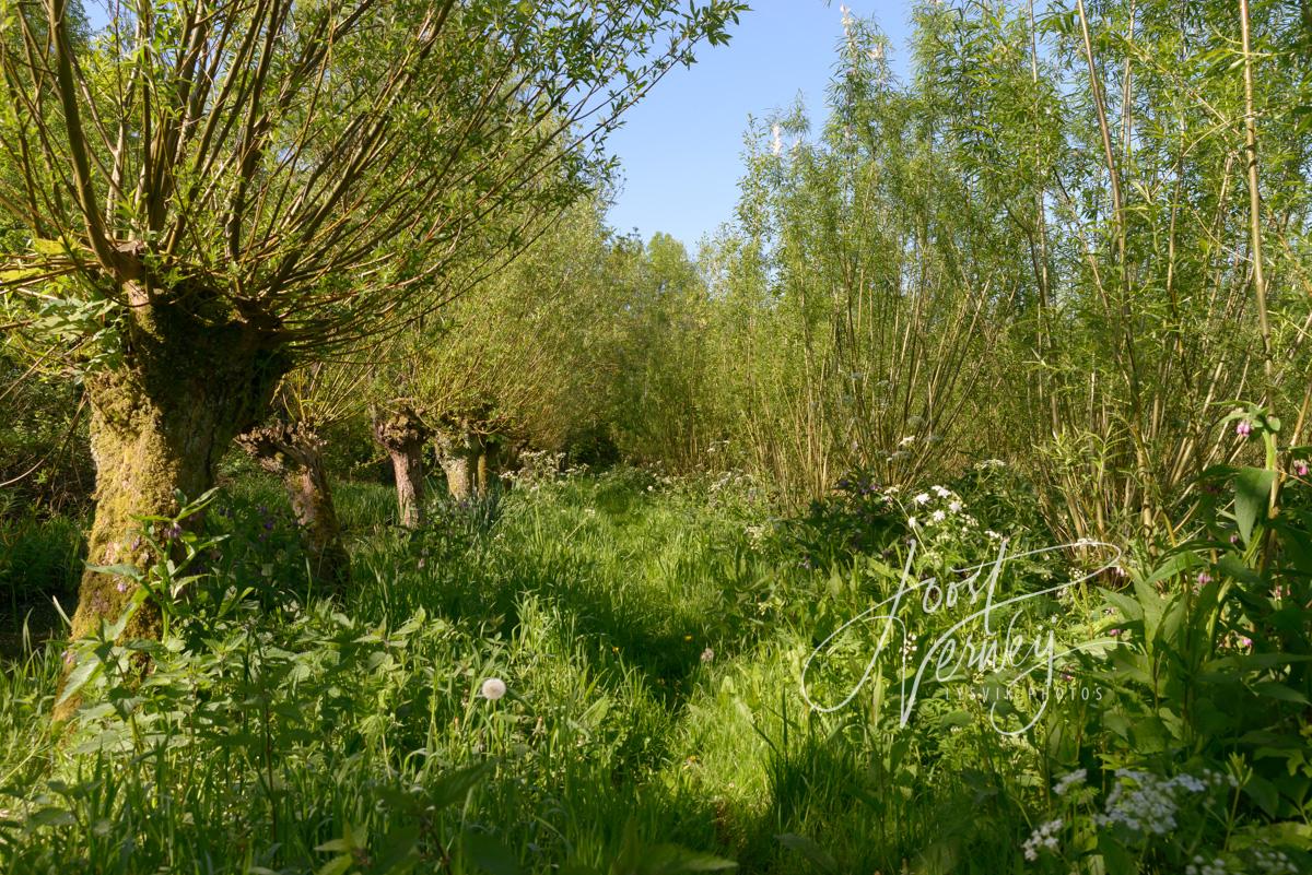 Natuurpad in eendenkooi de Zouwe