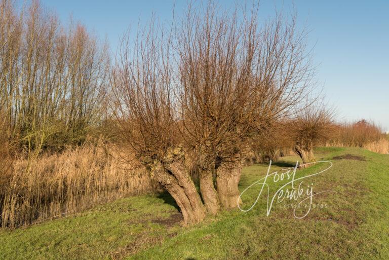 Wandelpad op dijkje in natuurgebied Avelingen