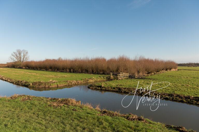 Sloten en wilgen in natuurgebied Avelingen