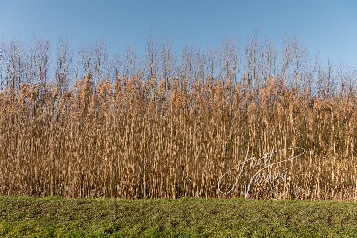 Hoge rietkraag in natuurgebied Avelingen