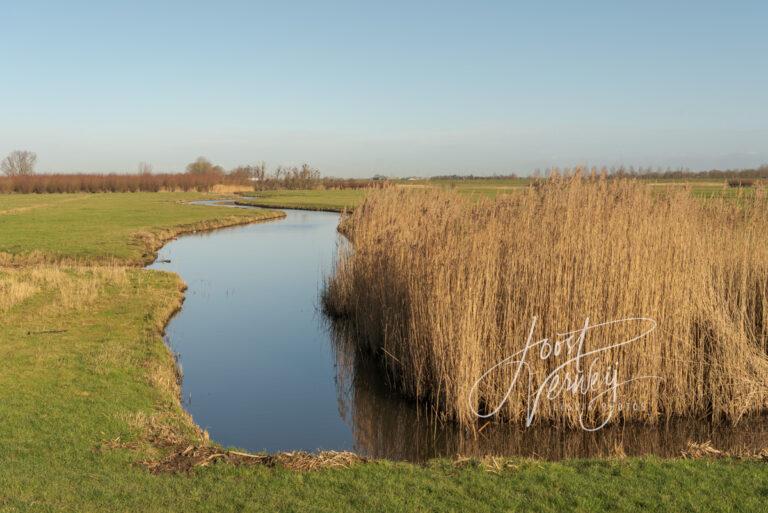 Sloot met rietpartij in natuurgebied Avelingen