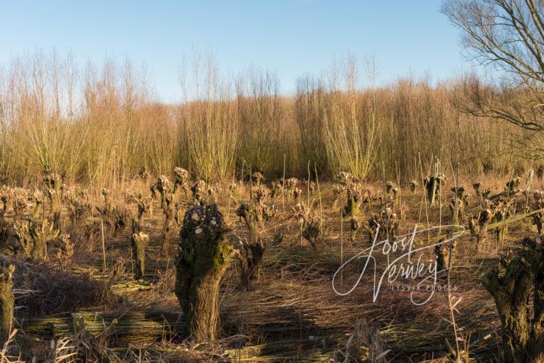 Genotte wilgen in natuurgebied Avelingen